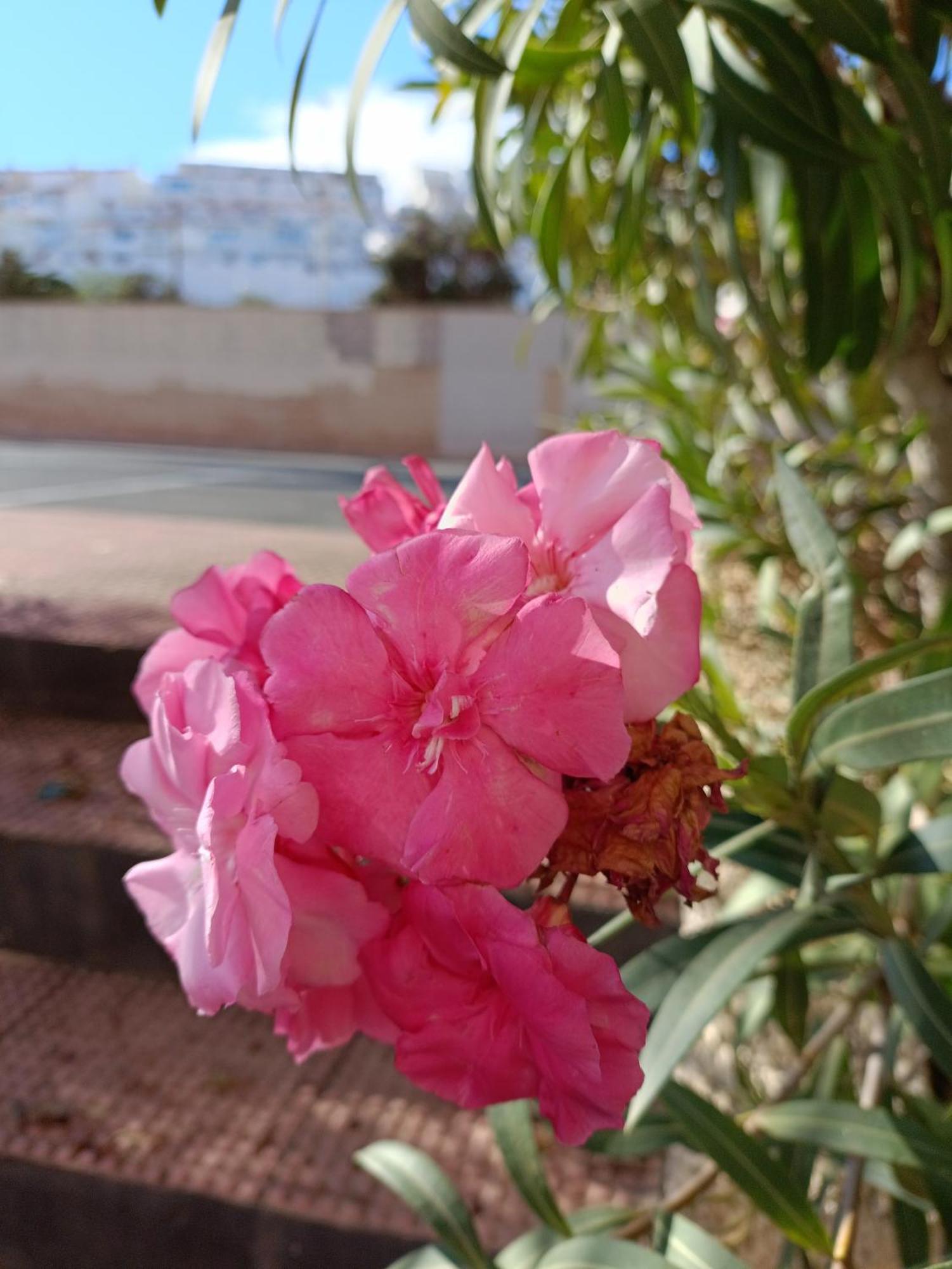 Apartamento Miramar Torrevieja Ngoại thất bức ảnh