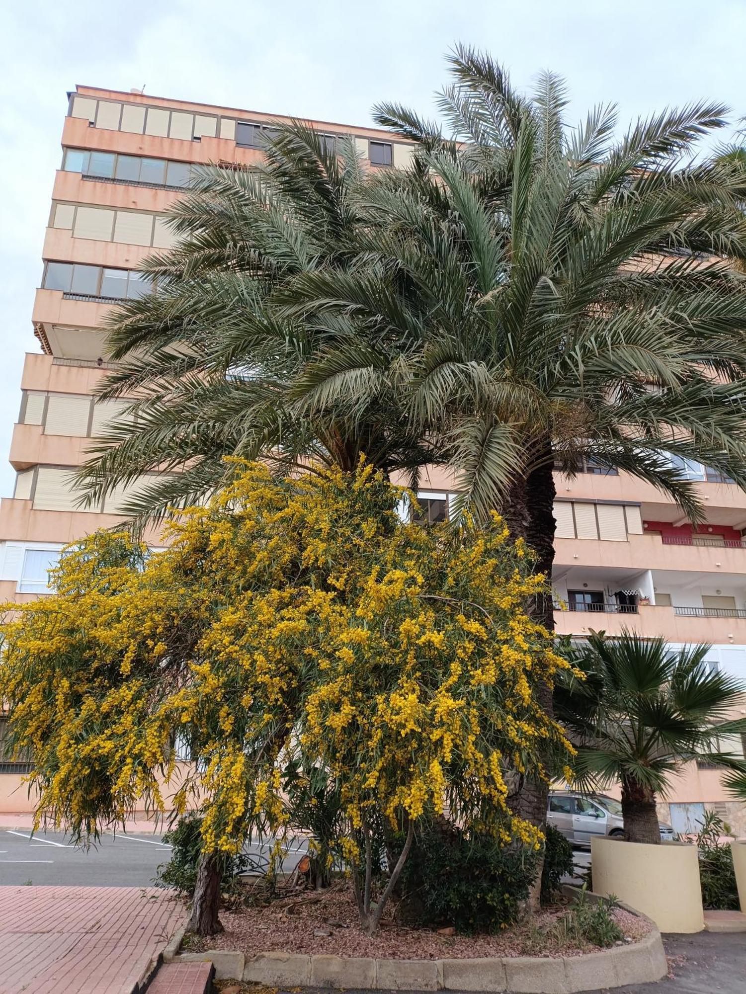 Apartamento Miramar Torrevieja Ngoại thất bức ảnh